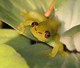 Argus Riedfrosch, Xenopus laevis